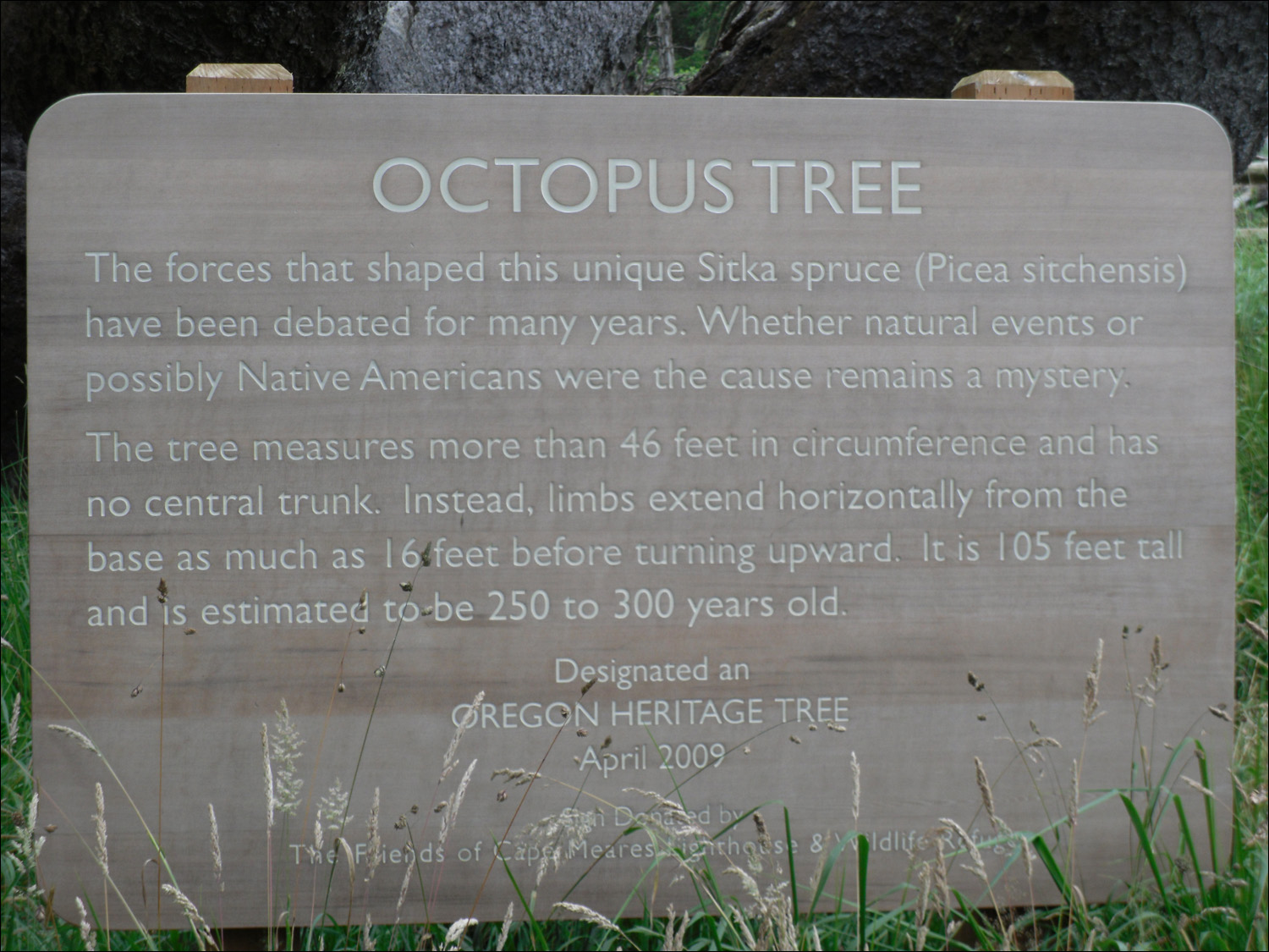 Tillamook, OR- Photos taken @Cape Mears State Park~ Octopus Tree info